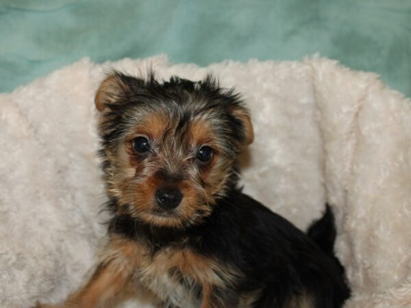 Yorkshire Terrier DOG Male Black and Tan 19255 Petland Rome, Georgia