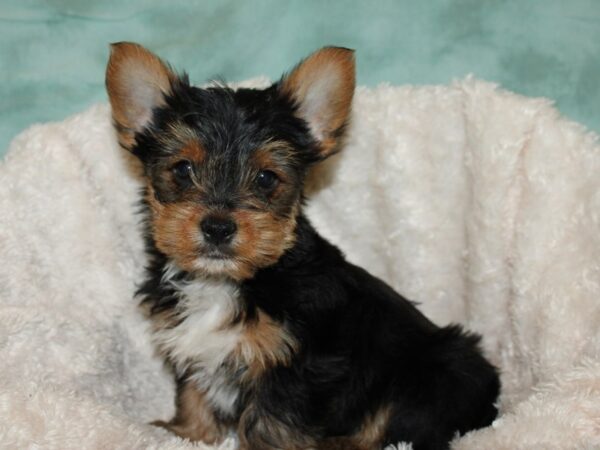 Yorkshire Terrier DOG Male Black and Tan 19254 Petland Rome, Georgia