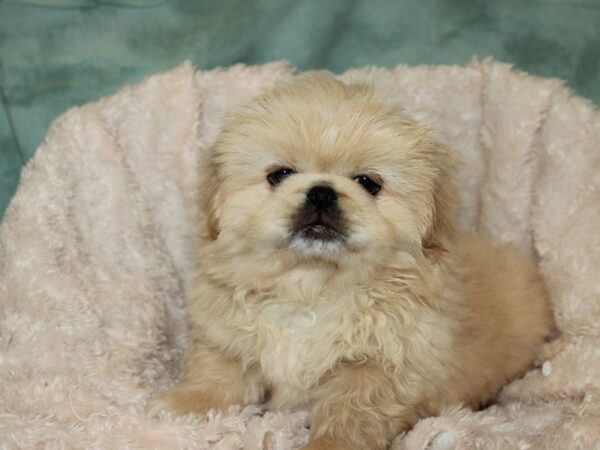 Pekingese-DOG-Male-Cream-8689-Petland Rome, Georgia