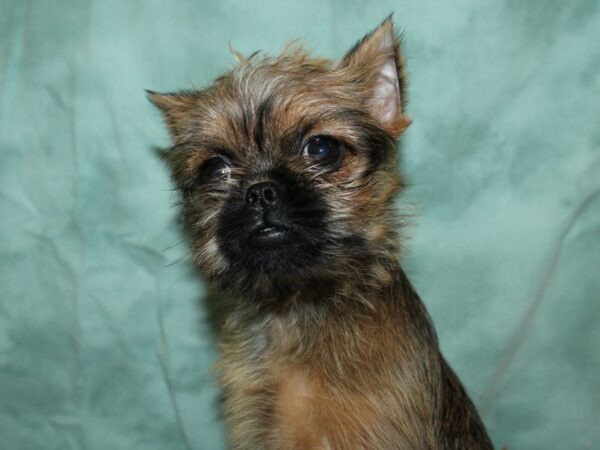 Brussels Griffon-DOG-Female-Belge-19249-Petland Rome, Georgia