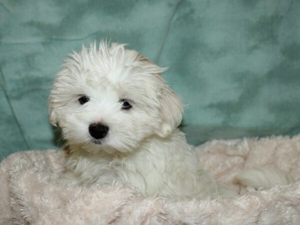 Maltese DOG Female White 19251 Petland Rome, Georgia