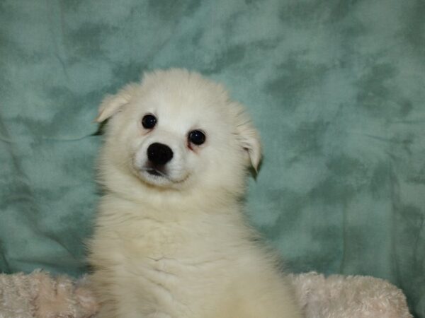 American Eskimo DOG Male White 8690 Petland Rome, Georgia