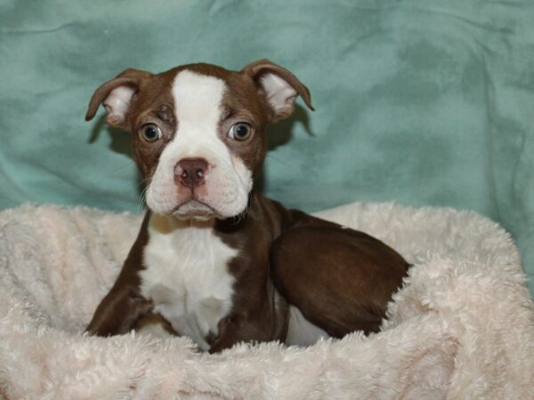 Boston Terrier DOG Male Seal Brindle and White 19248 Petland Rome, Georgia