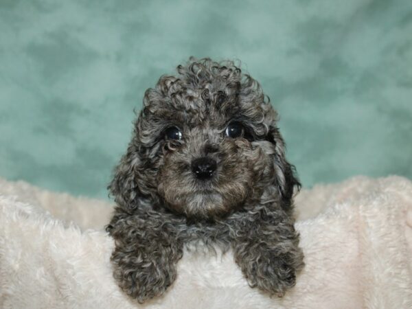 Poodle DOG Male blue merle 19261 Petland Rome, Georgia