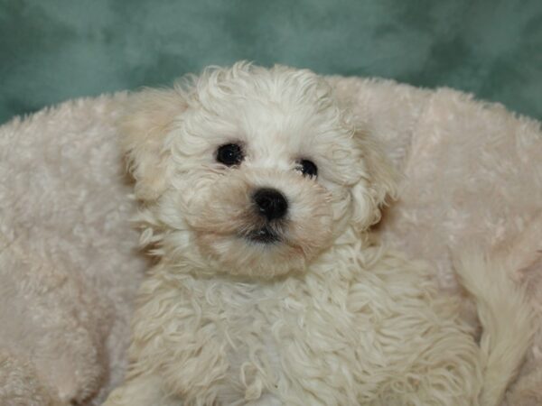 Bichon Frise DOG Male White 19262 Petland Rome, Georgia