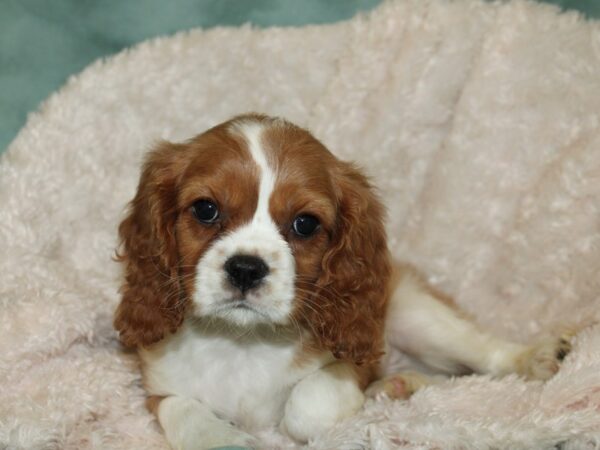 Cavalier King Charles Spaniel DOG Male Blenheim 19267 Petland Rome, Georgia