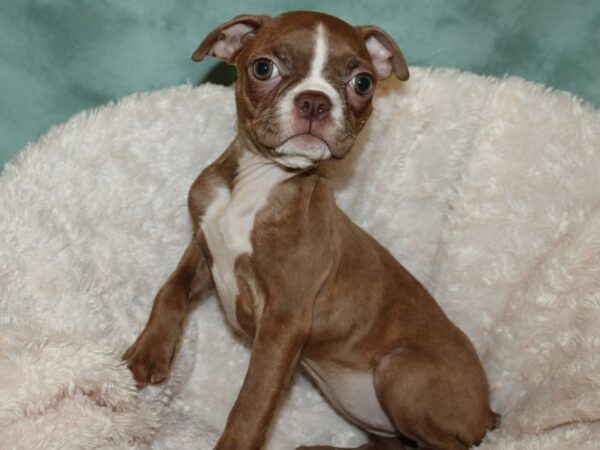 Boston Terrier DOG Female Seal and White 19263 Petland Rome, Georgia