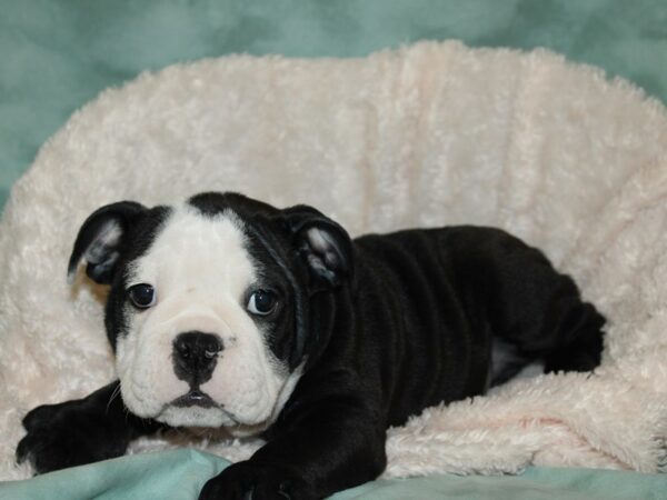 English Bulldog DOG Male Black and White 19264 Petland Rome, Georgia