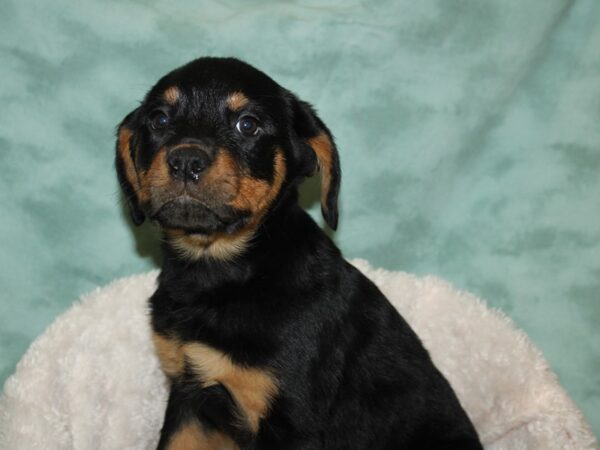 Rottweiler DOG Female Black and Mahogany 19266 Petland Rome, Georgia