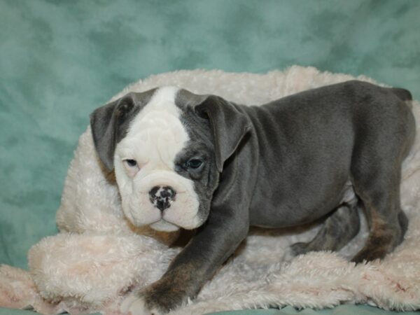 Old English Bulldog DOG Male BLUE TAN 19259 Petland Rome, Georgia