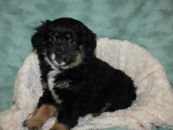 Aussie Heeler DOG Female Black Tri 19258 Petland Rome, Georgia