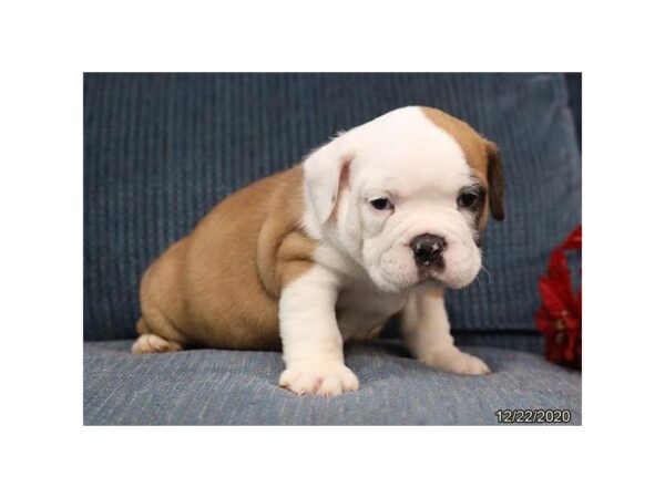 Victorian Bulldoge DOG Male Red / White 8704 Petland Rome, Georgia