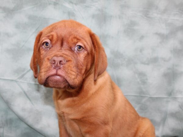 Dogue de Bordeaux DOG Female Red 8688 Petland Rome, Georgia