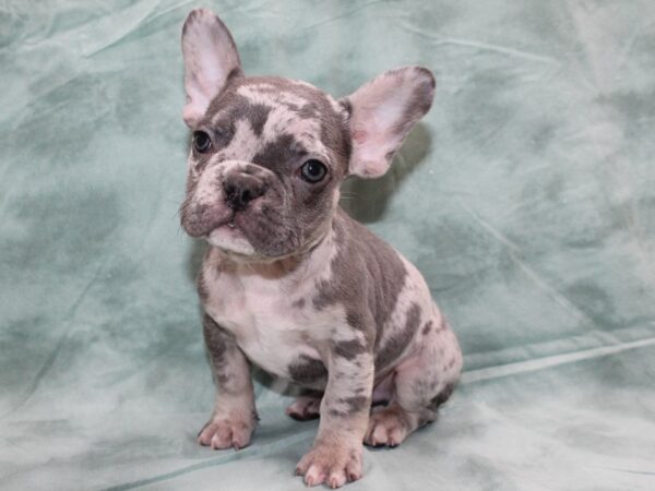 French Bulldog DOG Male blue merle 8698 Petland Rome, Georgia