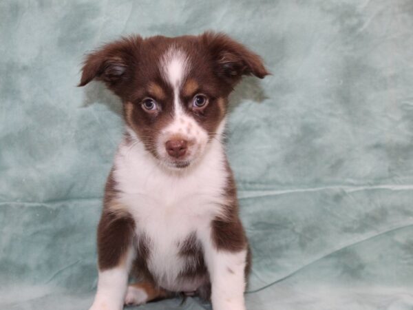 Mini Aussie-DOG-Female-Red Tri-8695-Petland Rome, Georgia