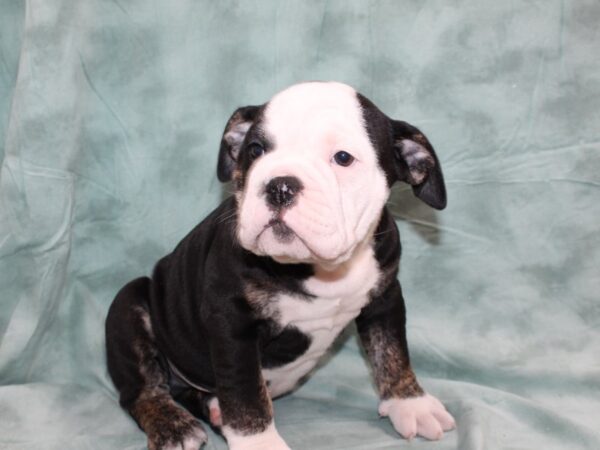 Old English Bulldog-DOG-Male-BLK TRI-8697-Petland Rome, Georgia