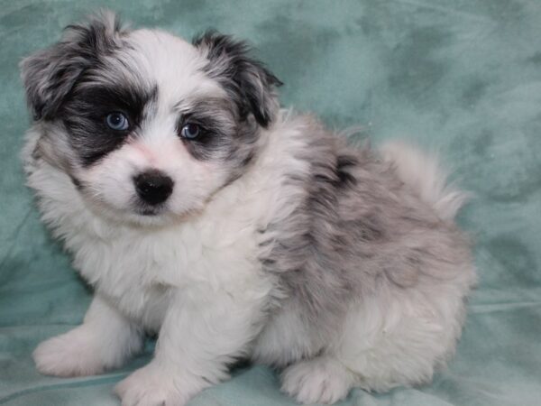 Pomachon DOG Male blue merle 8702 Petland Rome, Georgia