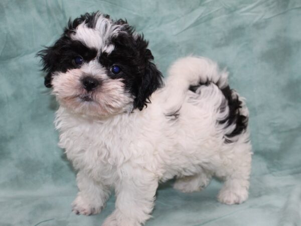 Teddy-DOG-Male-BLK WHITE-8700-Petland Rome, Georgia