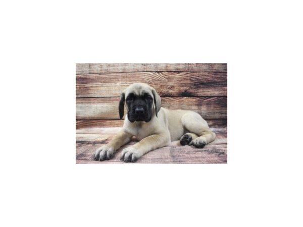 English Mastiff-DOG-Male-Fawn-8710-Petland Rome, Georgia