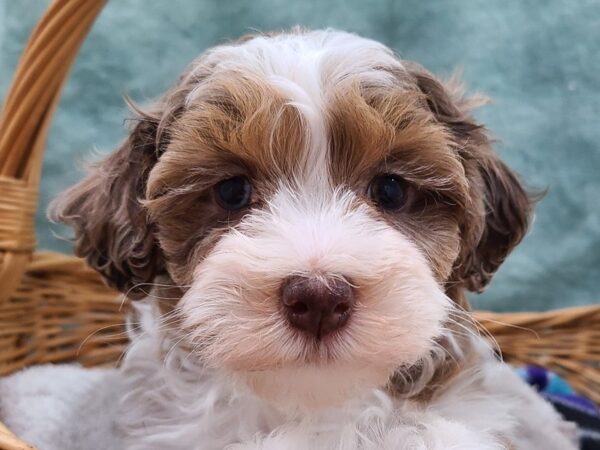 Havapoo DOG Female choc MERLE 8713 Petland Rome, Georgia