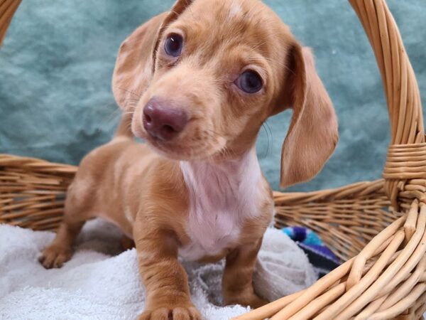 Dachshund DOG Female DAPPLE 8714 Petland Rome, Georgia