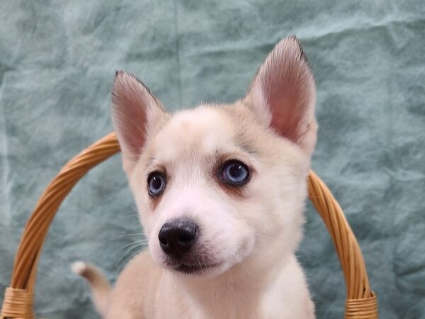 Pomsky DOG Female 8719 Petland Rome, Georgia