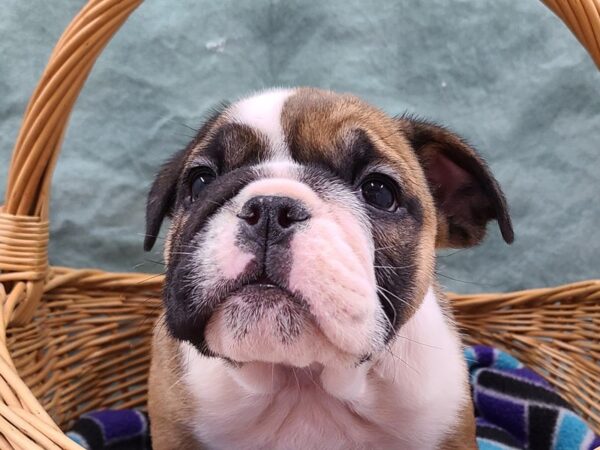 English Bulldog DOG Female FAWN WHITE 8715 Petland Rome, Georgia