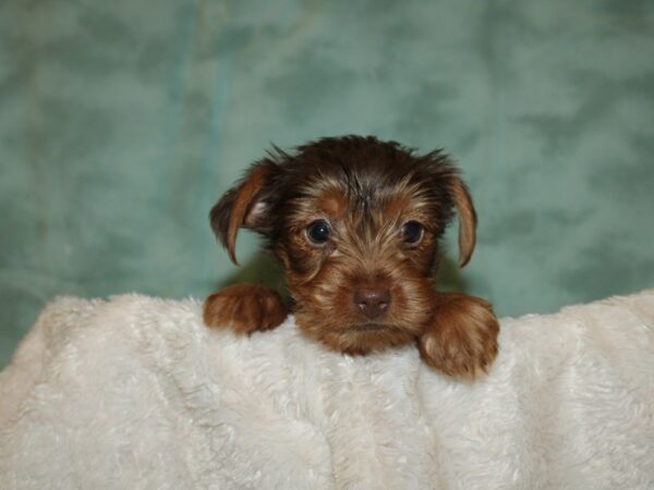 Yorkshire Terrier DOG Female choc tan 19271 Petland Rome, Georgia