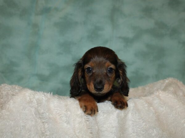 Dachshund DOG Male BLK TAN 19274 Petland Rome, Georgia