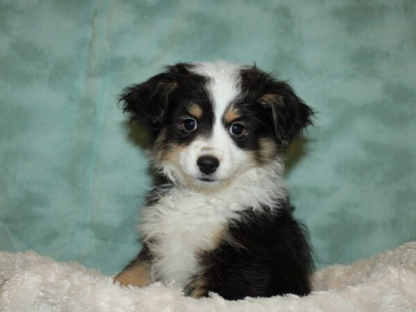 Miniature Australian Shepherd DOG Female Black 19269 Petland Rome, Georgia