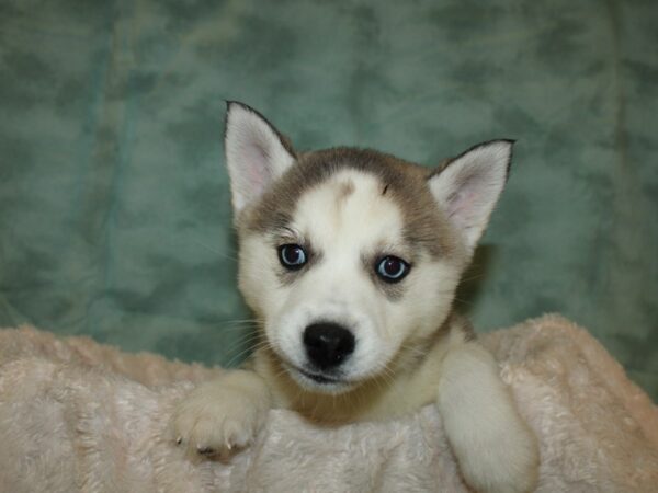 Pomsky DOG Female 19280 Petland Rome, Georgia