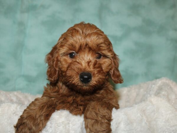 F2 MINI GOLDENDOODLE-DOG-Female-Red-19270-Petland Rome, Georgia