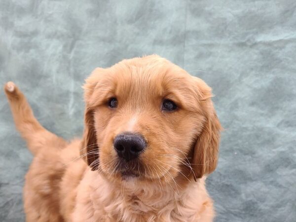 Golden Retriever DOG Male GOLDEN 8709 Petland Rome, Georgia