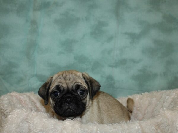 Pug DOG Female FAWN 19277 Petland Rome, Georgia