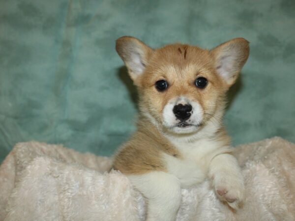 Pembroke Welsh Corgi DOG Male RED WHITE 19279 Petland Rome, Georgia