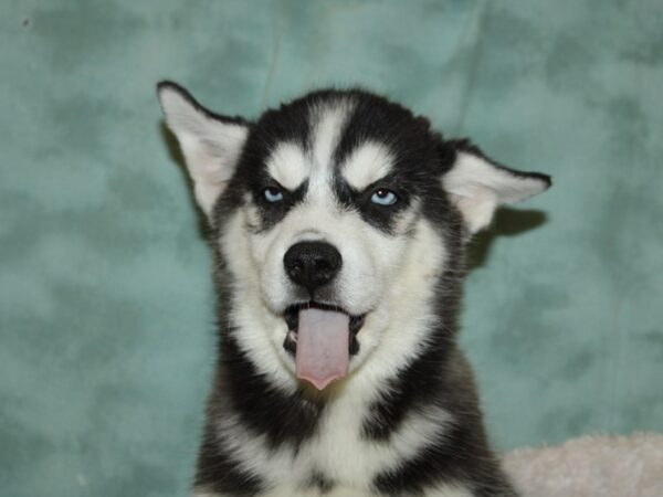 Siberian Husky DOG Female Black / White 19283 Petland Rome, Georgia