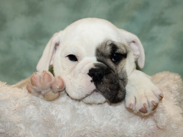 English Bulldog DOG Female Fawn and White 19291 Petland Rome, Georgia