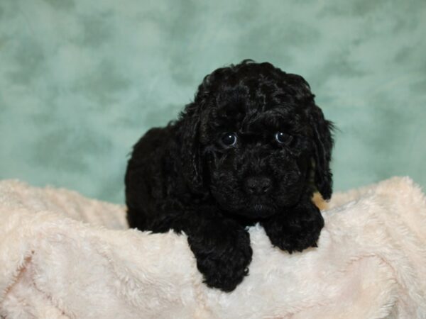 Cockadoodle-DOG-Female-BLK-19295-Petland Rome, Georgia