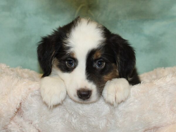 Mini Aussie-DOG-Male-Black Tri-19287-Petland Rome, Georgia