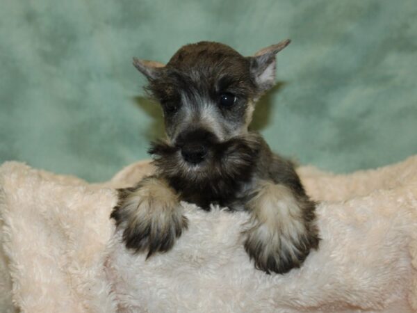 Miniature Schnauzer DOG Male SALT PEPPER 19294 Petland Rome, Georgia