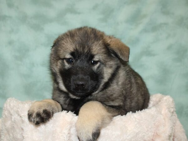 Norwegian Elkhound-DOG-Female-Sable-19288-Petland Rome, Georgia