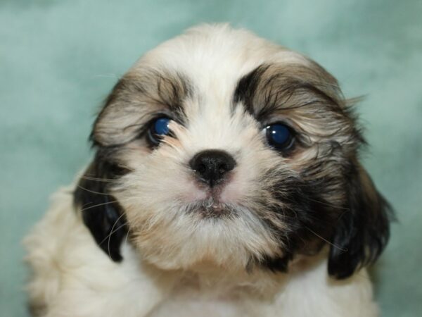 Shih Tzu DOG Female BROWN WH 19296 Petland Rome, Georgia