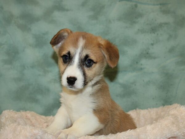 Pembroke Welsh Corgi DOG Male Sable 19298 Petland Rome, Georgia