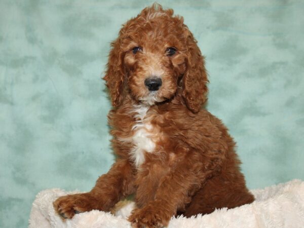 F2 STANDARD GOLDENDOODLE DOG Female Red 19289 Petland Rome, Georgia