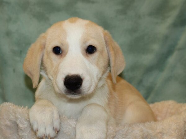 Mix DOG Female Cream and White 19290 Petland Rome, Georgia