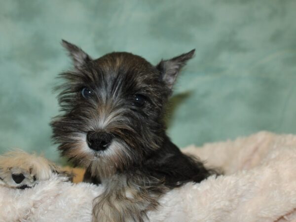 Miniature Schnauzer DOG Female Salt / Pepper 19285 Petland Rome, Georgia