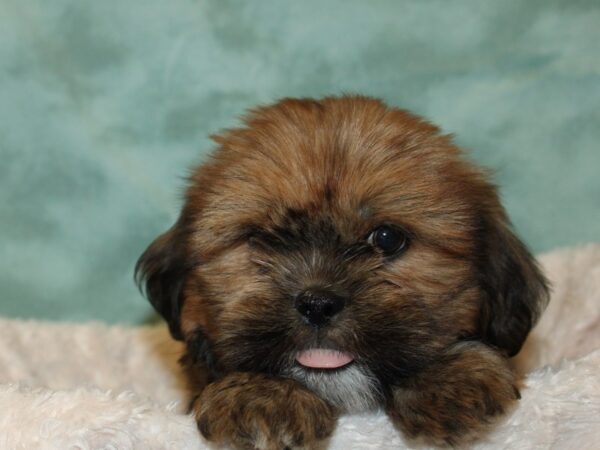 Lhasa Apso DOG Female Red 19284 Petland Rome, Georgia