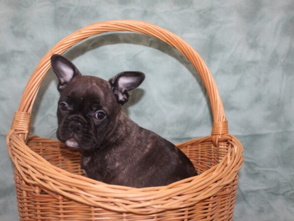 French Bulldog DOG Male BRINDLE 8736 Petland Rome, Georgia