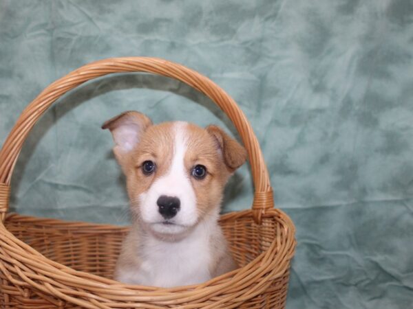 Pembroke Welsh Corgi DOG Male Sable 8737 Petland Rome, Georgia