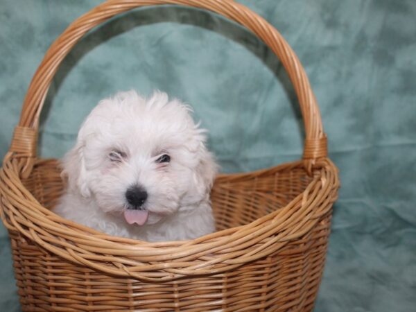 Bichapoo DOG Male BROWN WH 8731 Petland Rome, Georgia